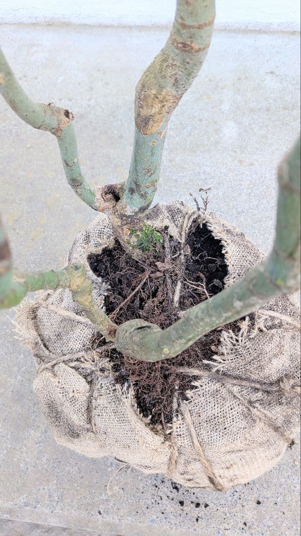 別格。山採りコハウチワカエデ。