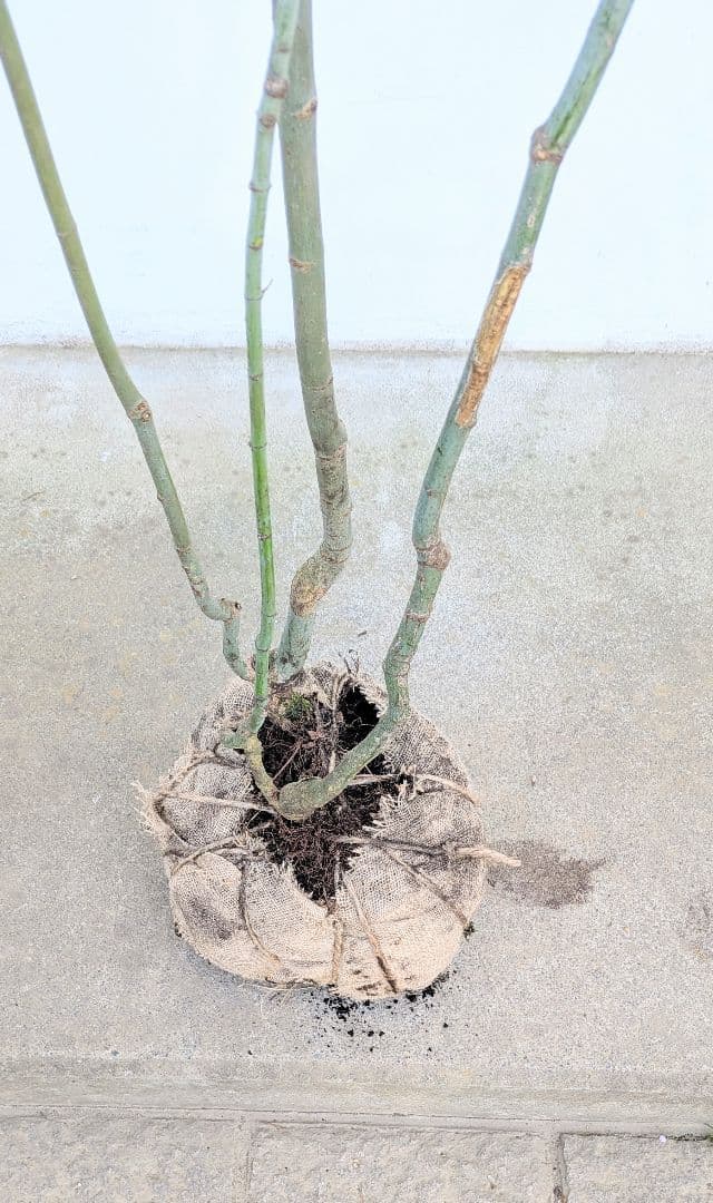 別格。山採りコハウチワカエデ。