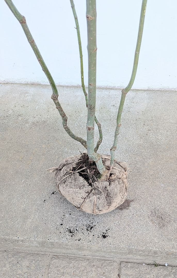 別格。山採りコハウチワカエデ。