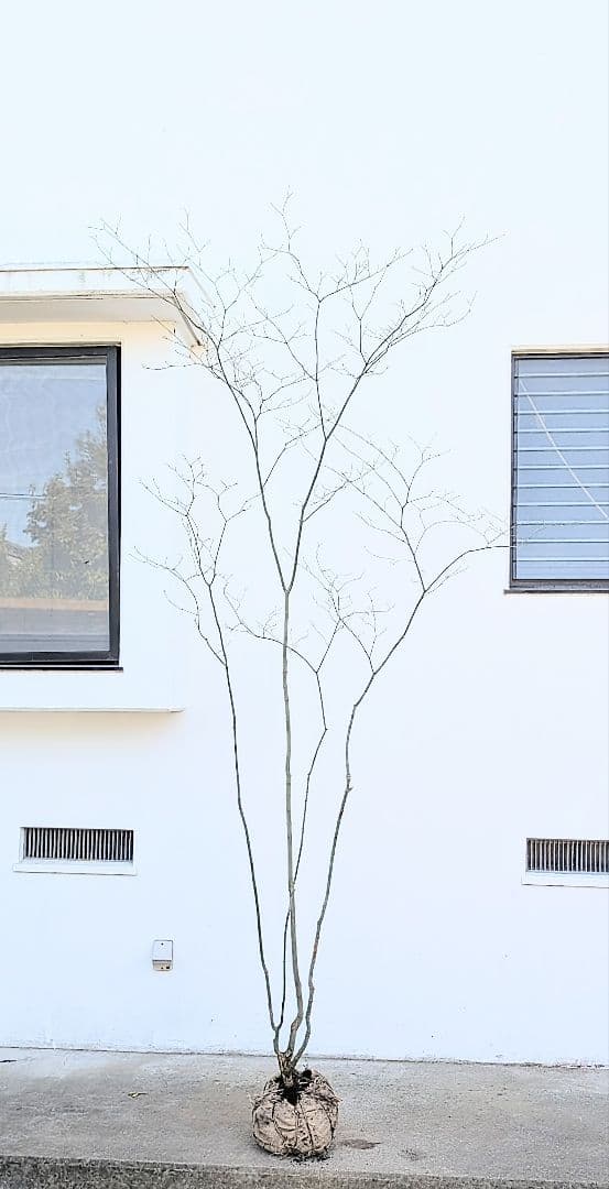 別格。山採りコハウチワカエデ。