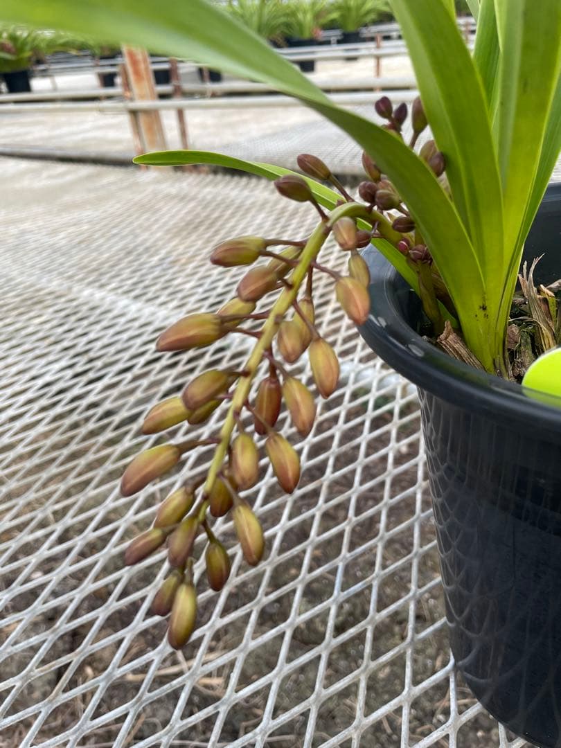 R8年キンリョウヘン花芽4本#13