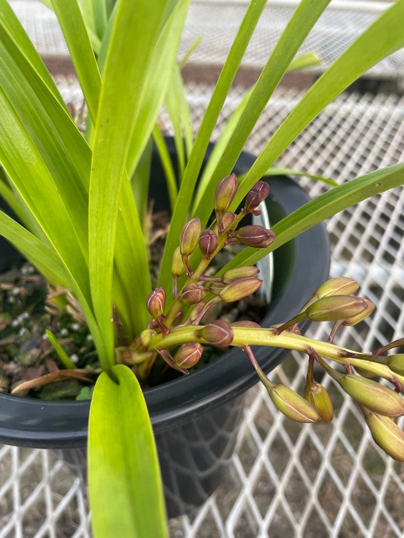 R8年キンリョウヘン花芽4本#13