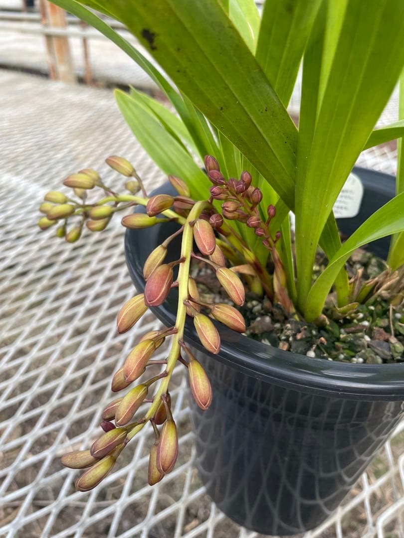 R8年キンリョウヘン花芽4本#13