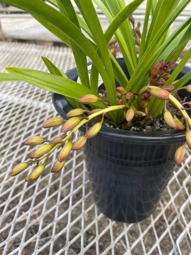 R8年キンリョウヘン花芽4本#13