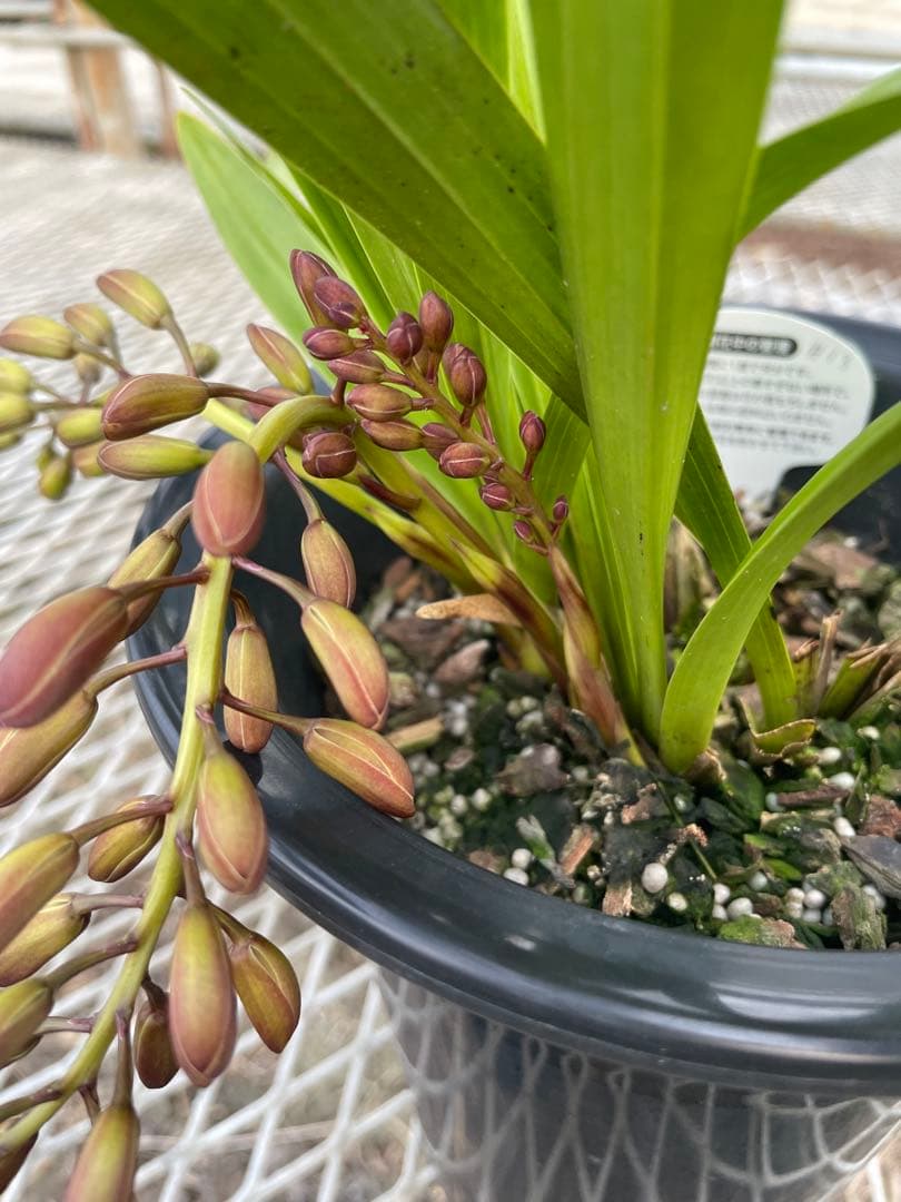 R8年キンリョウヘン花芽4本#13