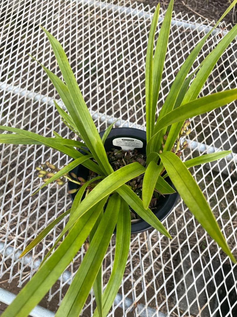 R8年キンリョウヘン花芽4本#13