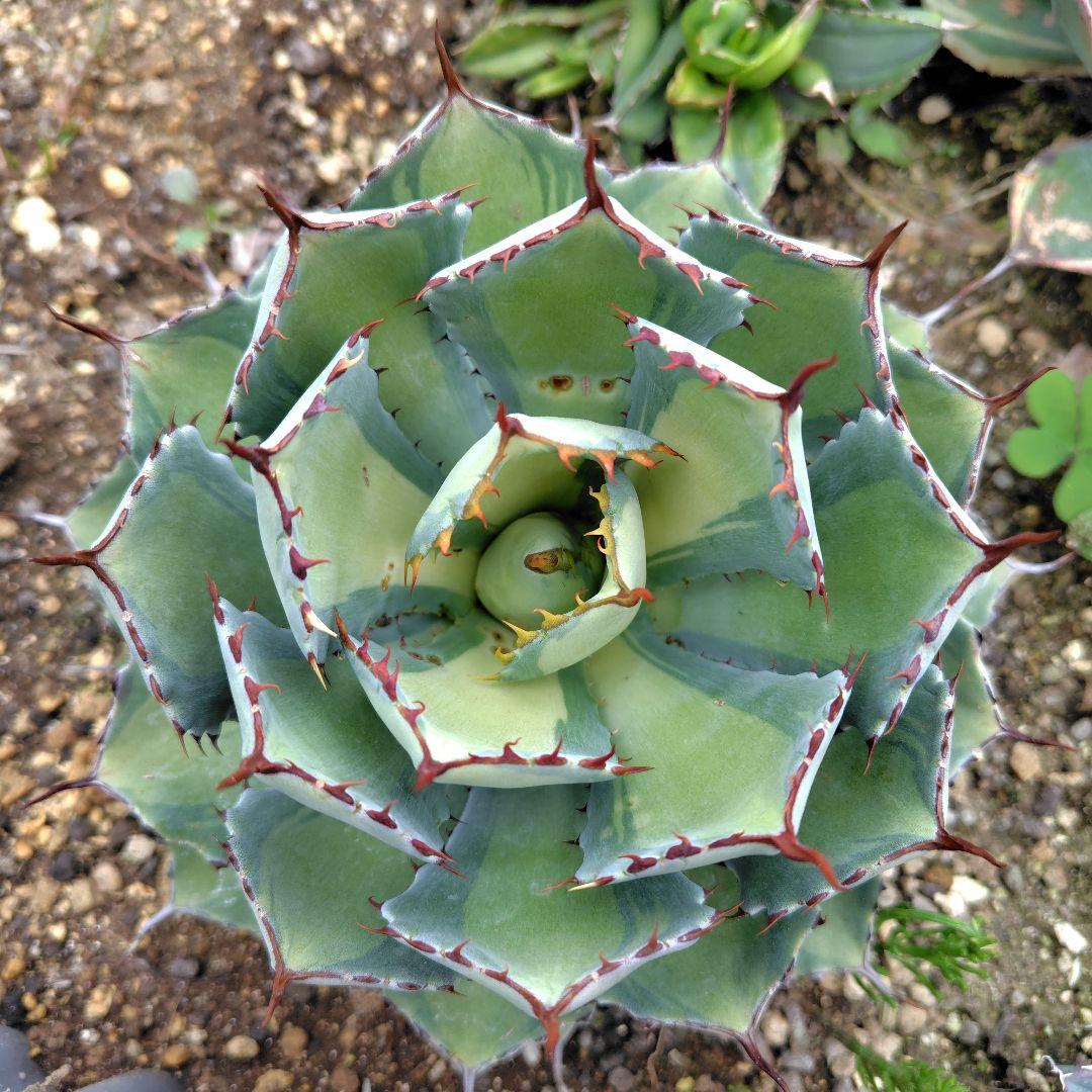 【締】アガベ・吉祥冠錦中斑