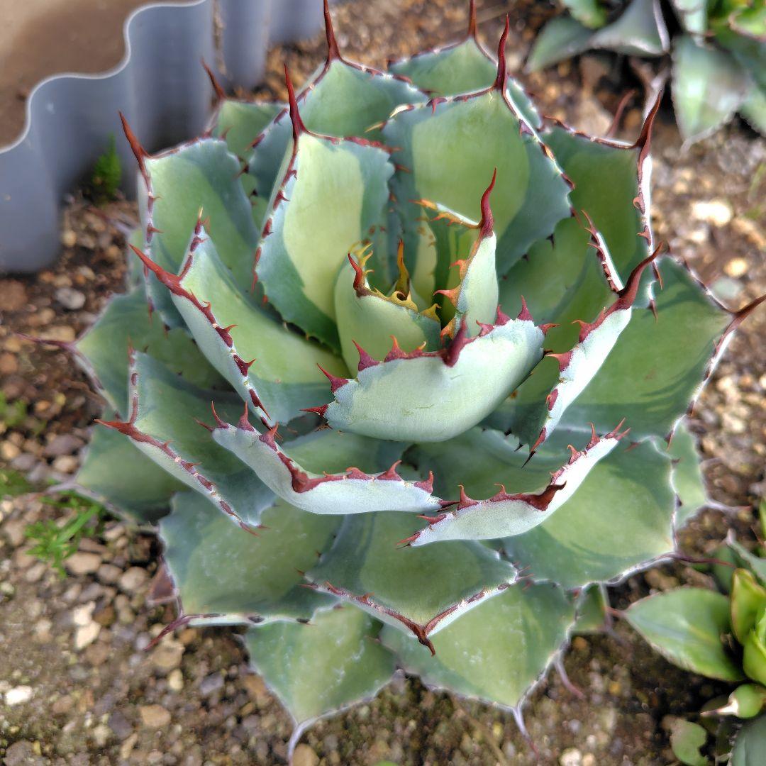 【締】アガベ・吉祥冠錦中斑