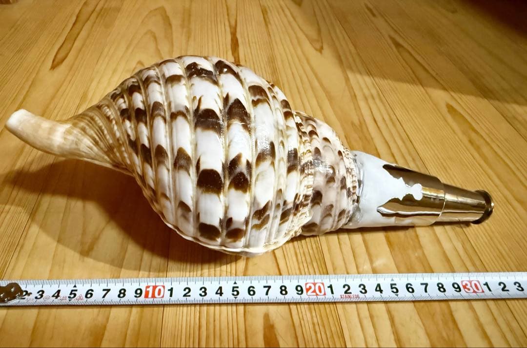 修験道法螺貝32.5㎝山伏　密教　魔除け　熊よけ❣️ほら貝　ホラガイ