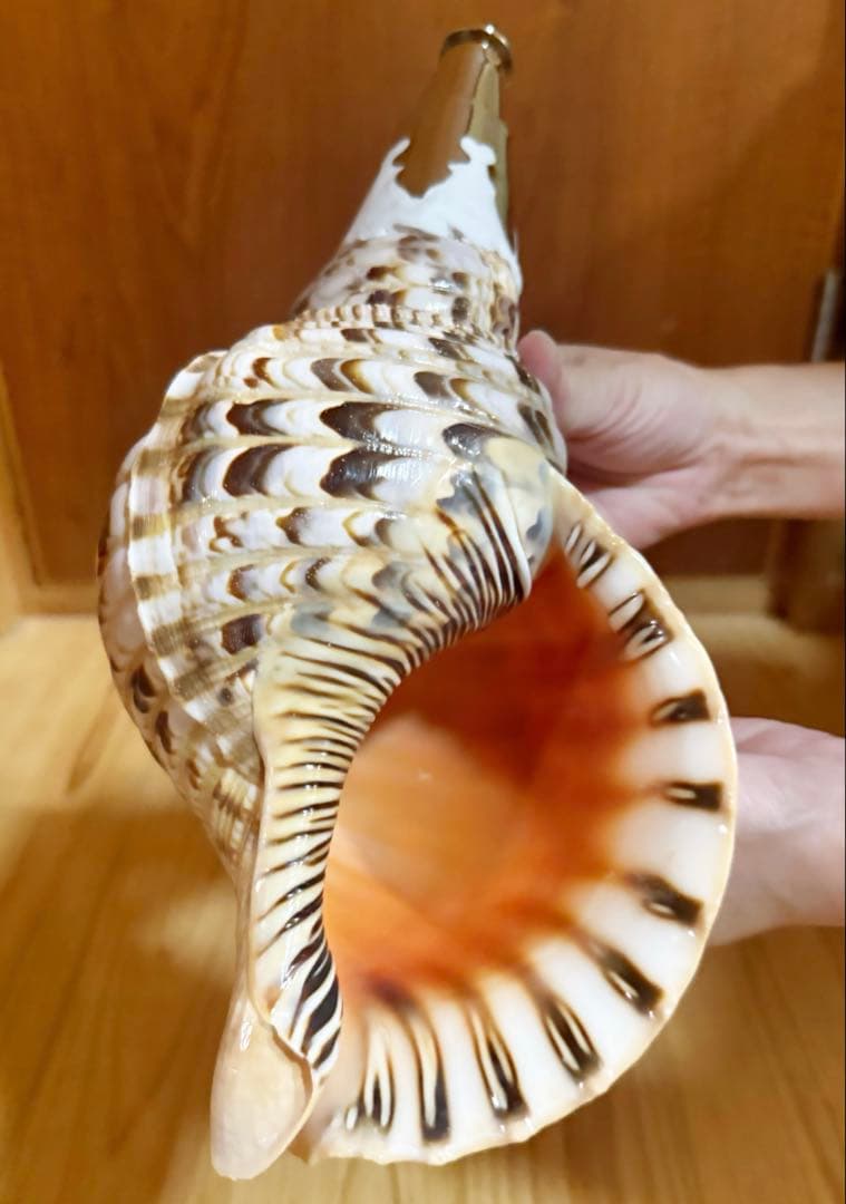 修験道法螺貝32.5㎝山伏　密教　魔除け　熊よけ❣️ほら貝　ホラガイ