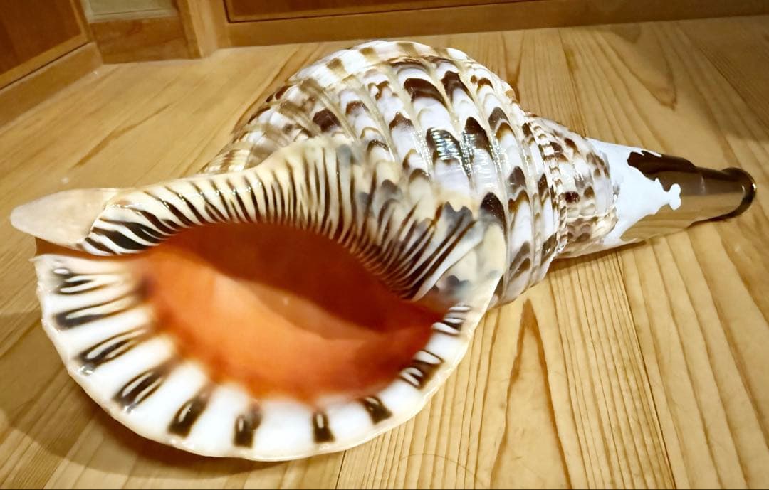 修験道法螺貝32.5㎝山伏　密教　魔除け　熊よけ❣️ほら貝　ホラガイ