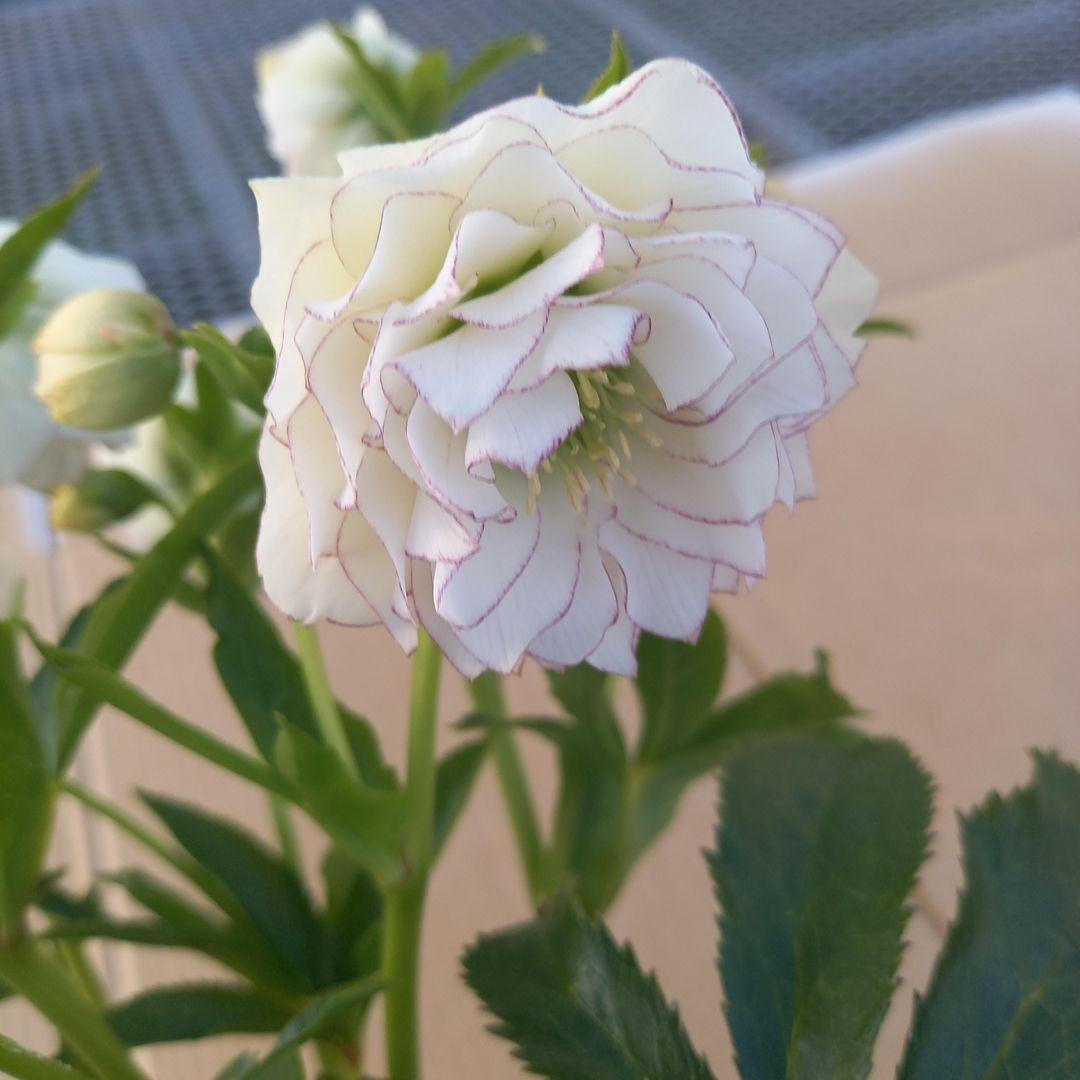 可憐！繊細な糸ピコ⭐クリスマスローズ、大苗、開花株