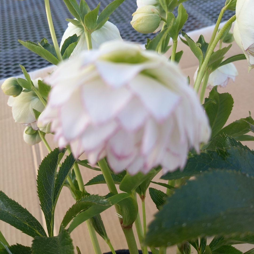 可憐！繊細な糸ピコ⭐クリスマスローズ、大苗、開花株