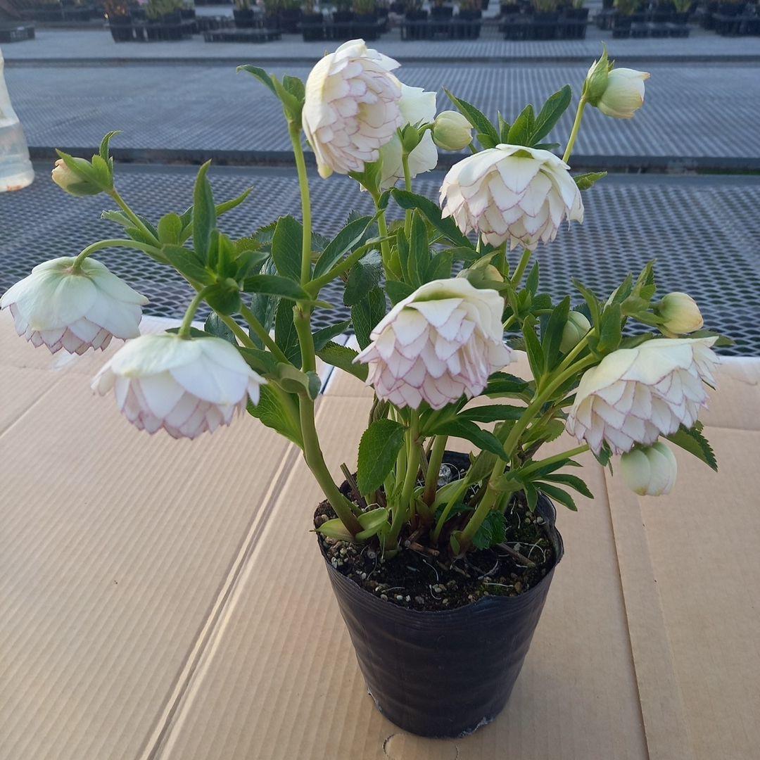 可憐！繊細な糸ピコ⭐クリスマスローズ、大苗、開花株