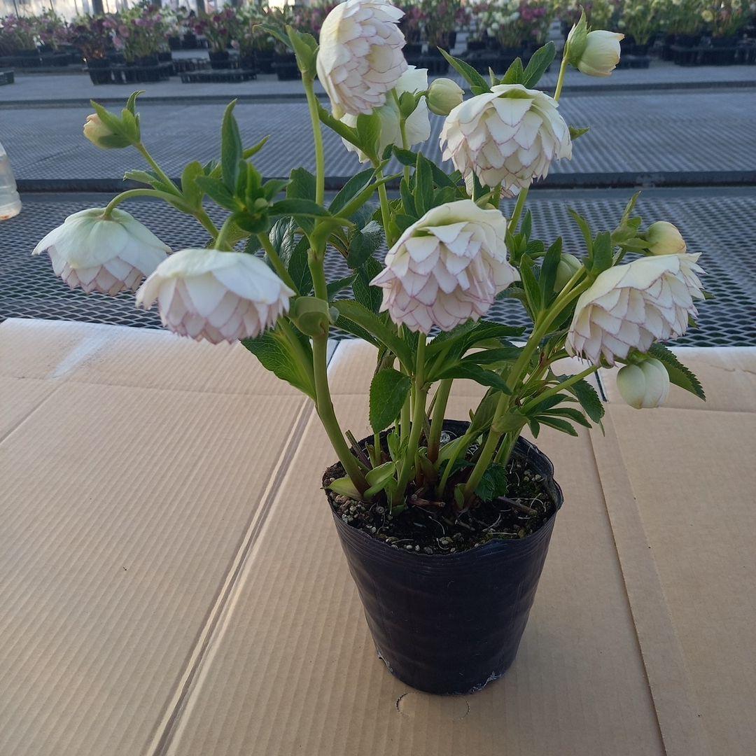 可憐！繊細な糸ピコ⭐クリスマスローズ、大苗、開花株