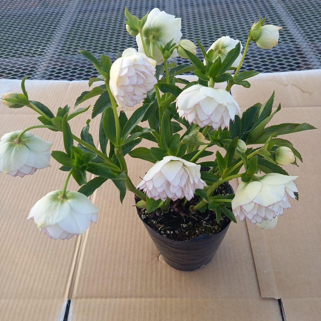 可憐！繊細な糸ピコ⭐クリスマスローズ、大苗、開花株