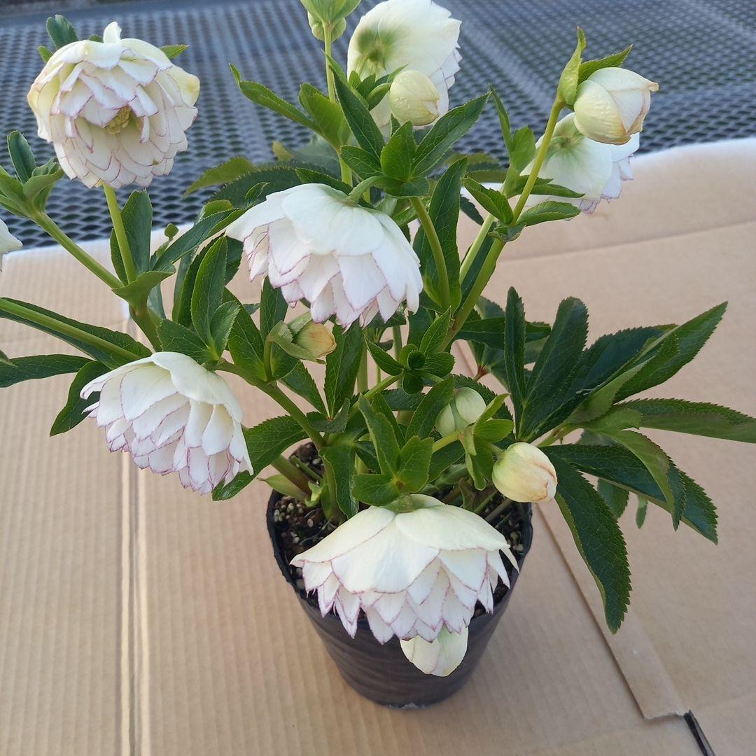 可憐！繊細な糸ピコ⭐クリスマスローズ、大苗、開花株