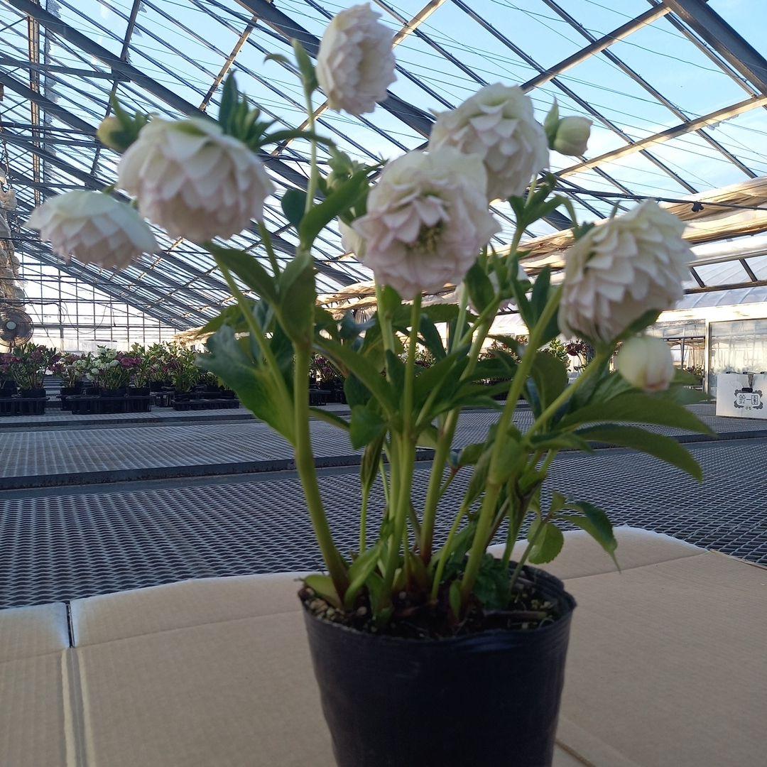 可憐！繊細な糸ピコ⭐クリスマスローズ、大苗、開花株