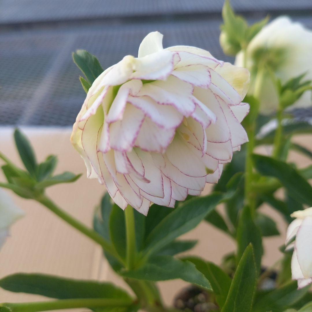 可憐！繊細な糸ピコ⭐クリスマスローズ、大苗、開花株