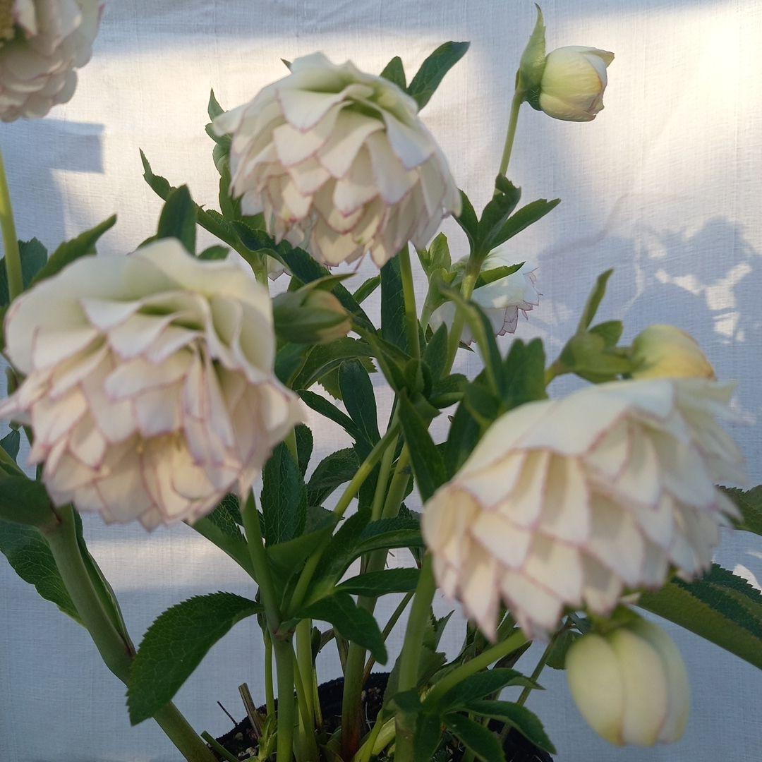 可憐！繊細な糸ピコ⭐クリスマスローズ、大苗、開花株