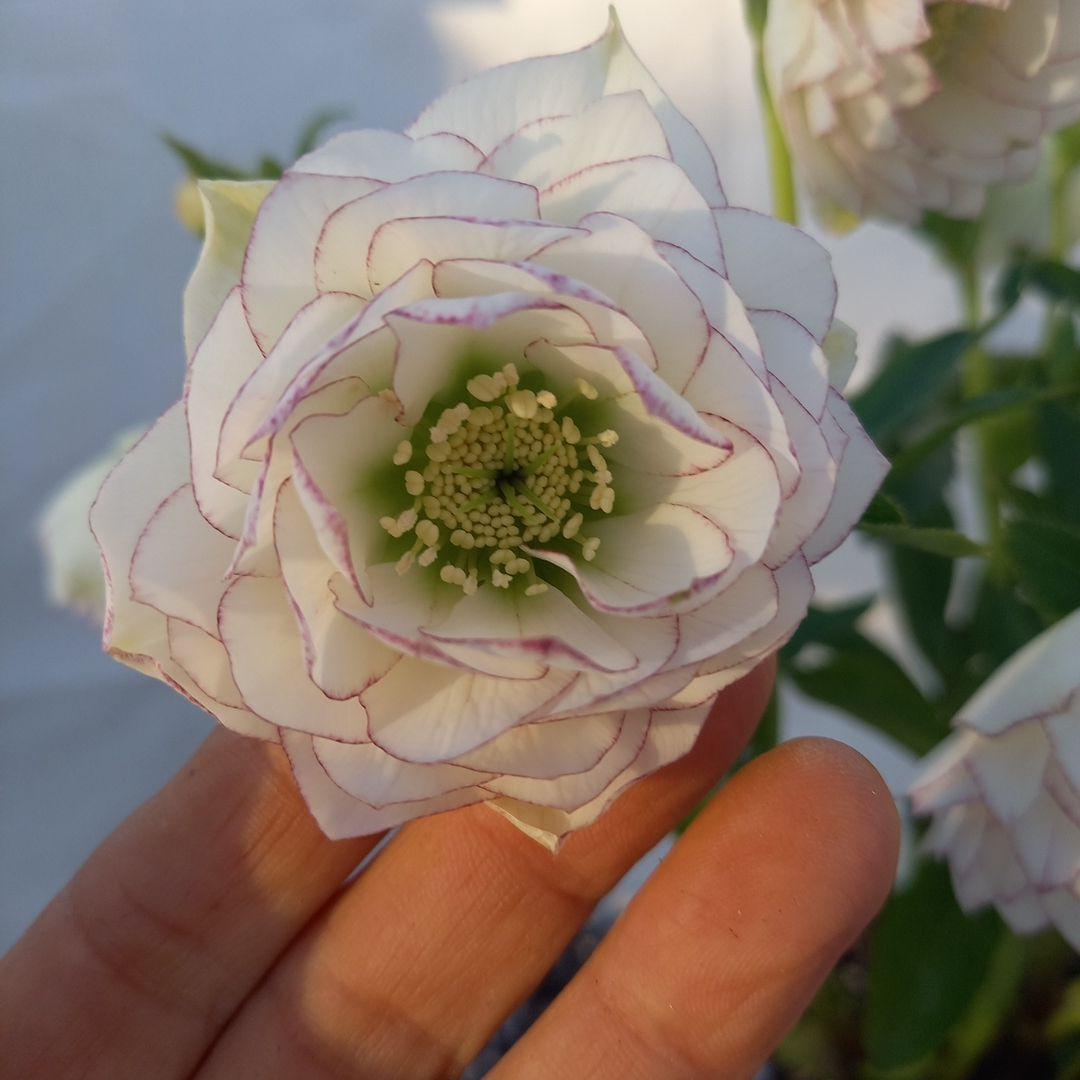 可憐！繊細な糸ピコ⭐クリスマスローズ、大苗、開花株