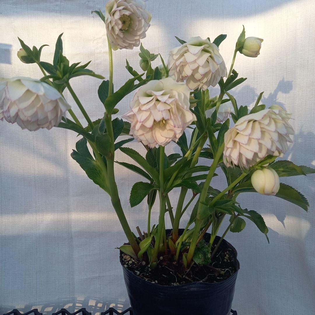 可憐！繊細な糸ピコ⭐クリスマスローズ、大苗、開花株