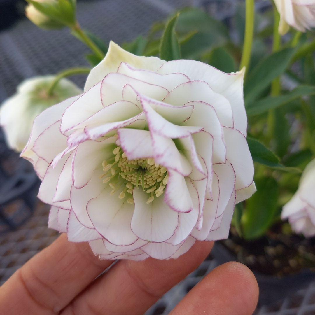 可憐！繊細な糸ピコ⭐クリスマスローズ、大苗、開花株