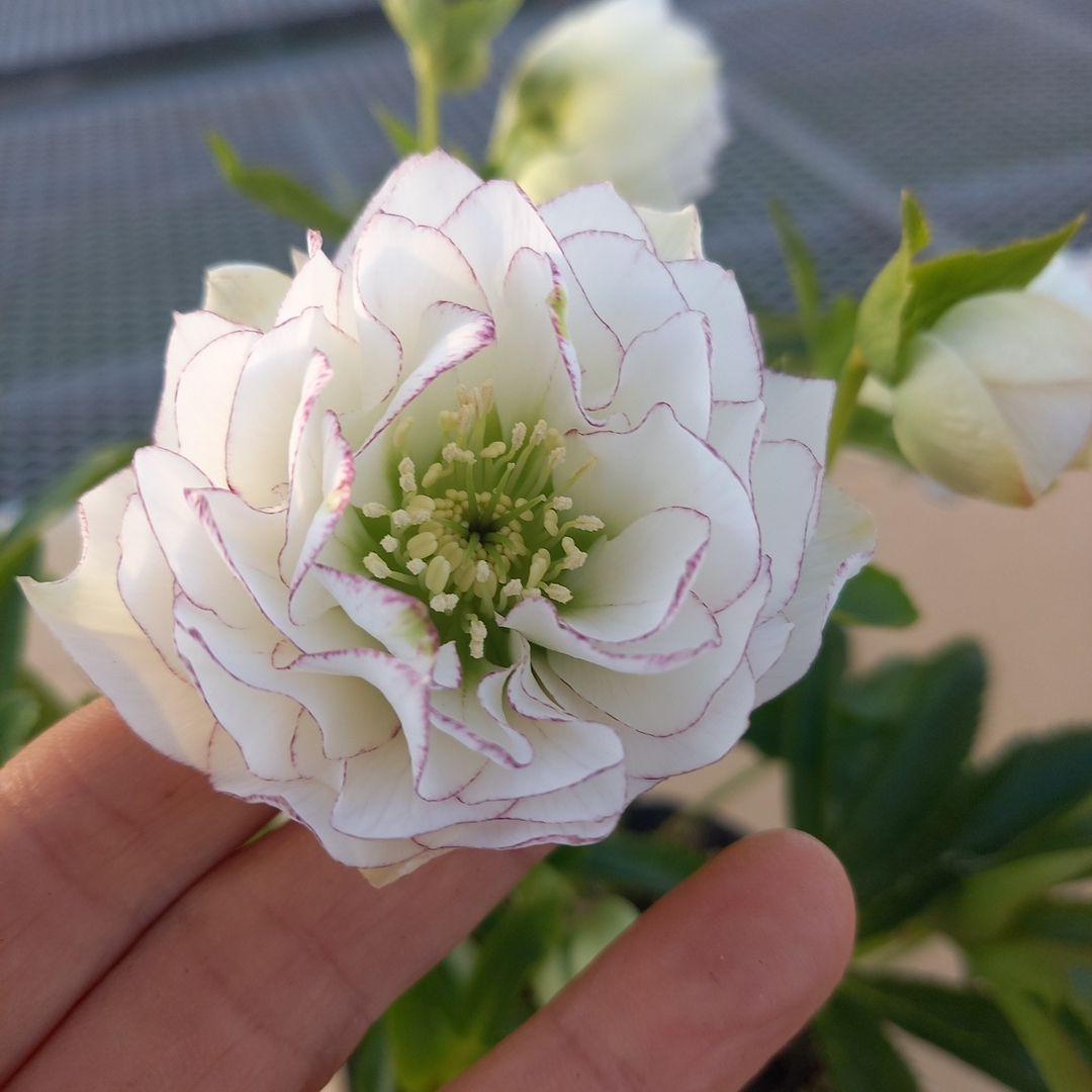 可憐！繊細な糸ピコ⭐クリスマスローズ、大苗、開花株