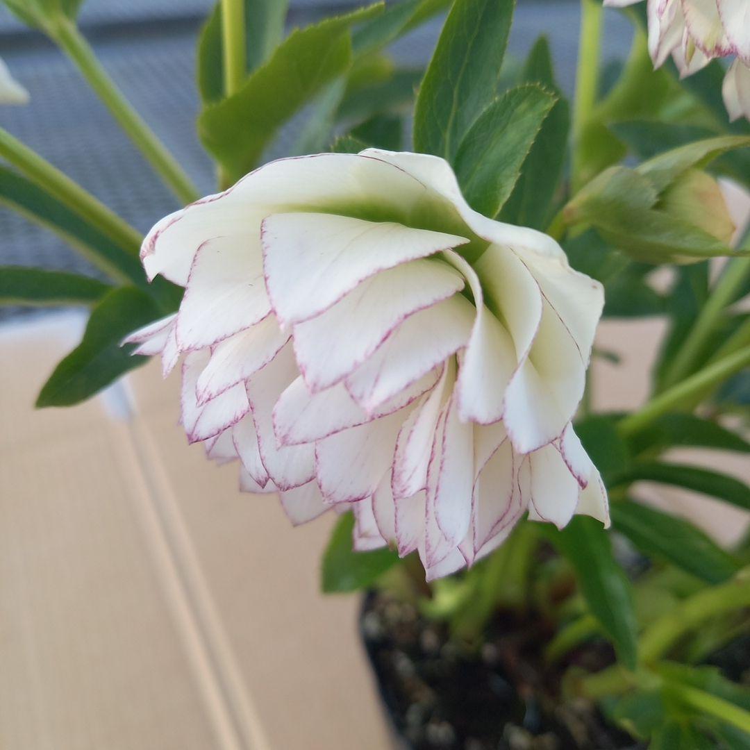 可憐！繊細な糸ピコ⭐クリスマスローズ、大苗、開花株