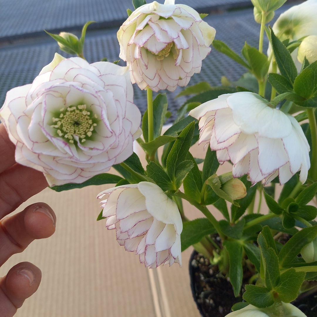 可憐！繊細な糸ピコ⭐クリスマスローズ、大苗、開花株