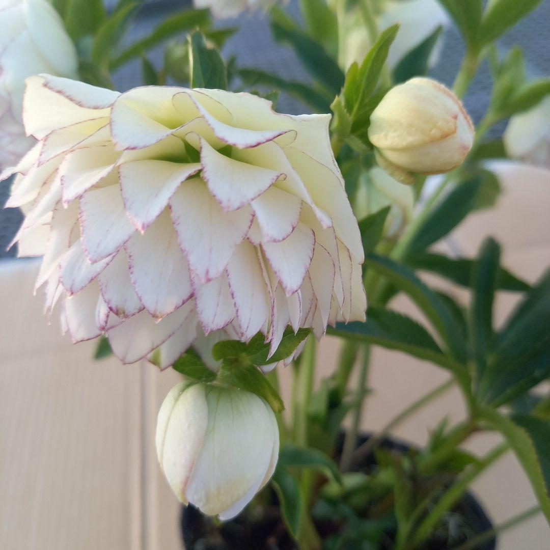 可憐！繊細な糸ピコ⭐クリスマスローズ、大苗、開花株