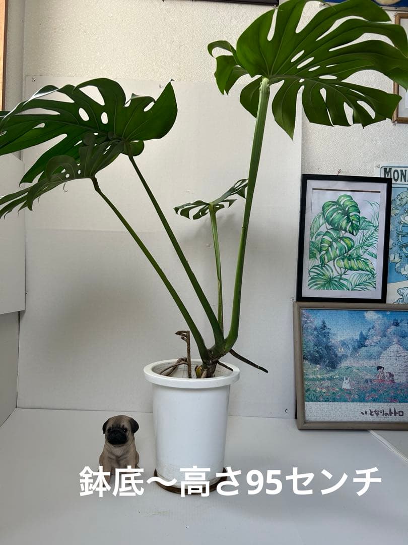 モンステラデリシオーサ8号