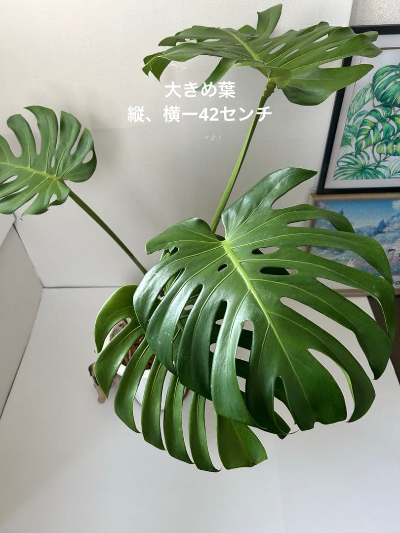 モンステラデリシオーサ8号