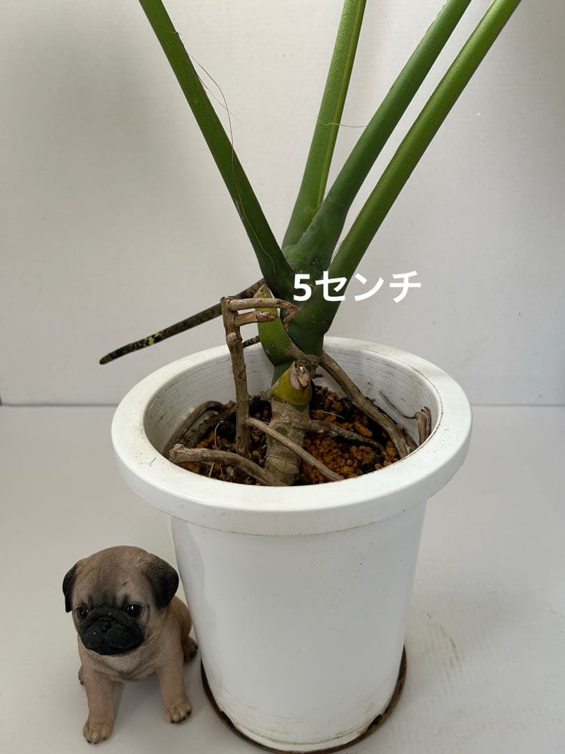 モンステラデリシオーサ8号