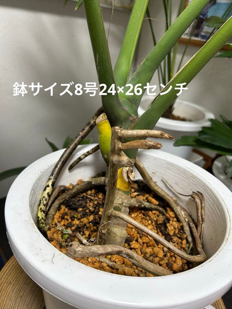 モンステラデリシオーサ8号