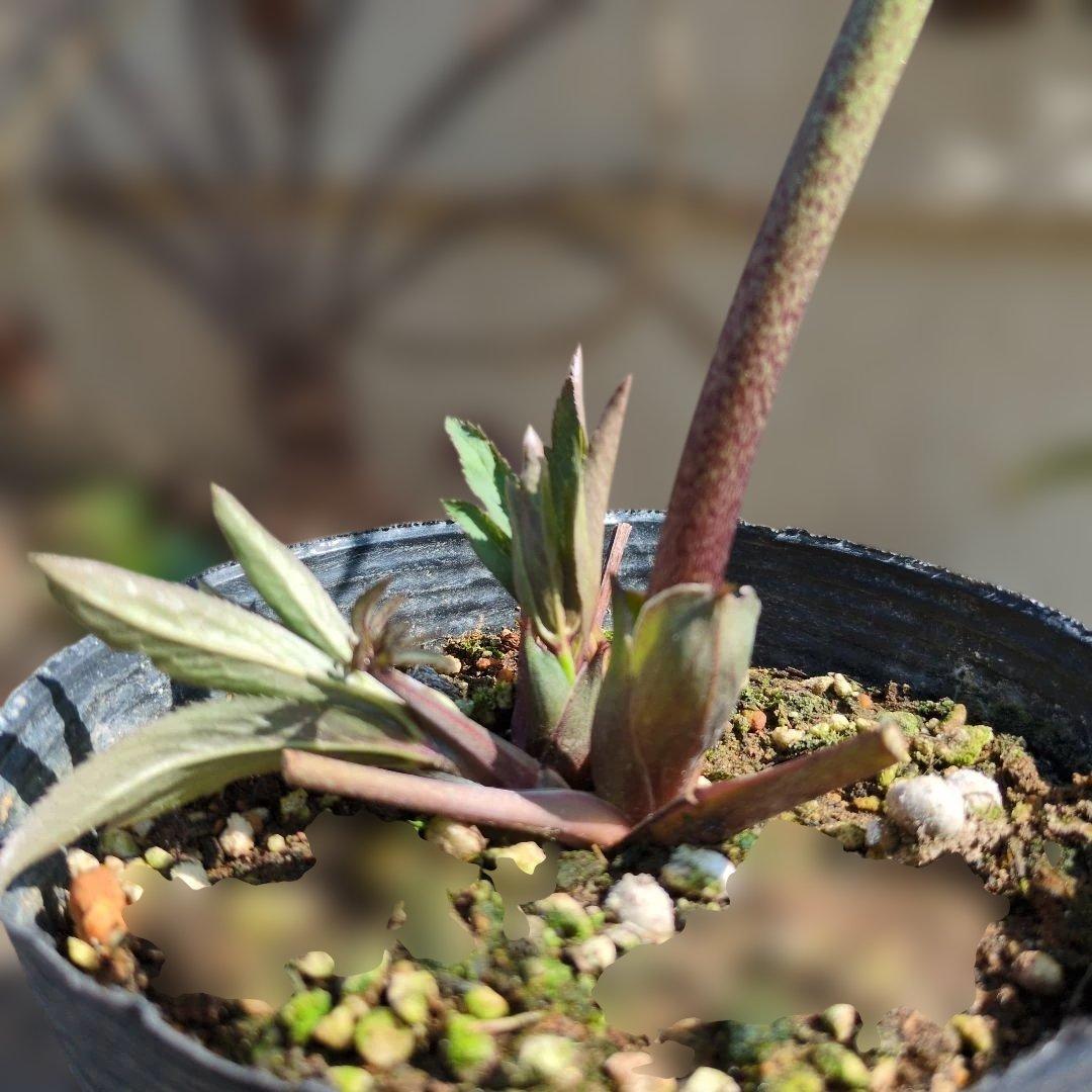 h*a様 大和園❤️ クリスマスローズ❤️③