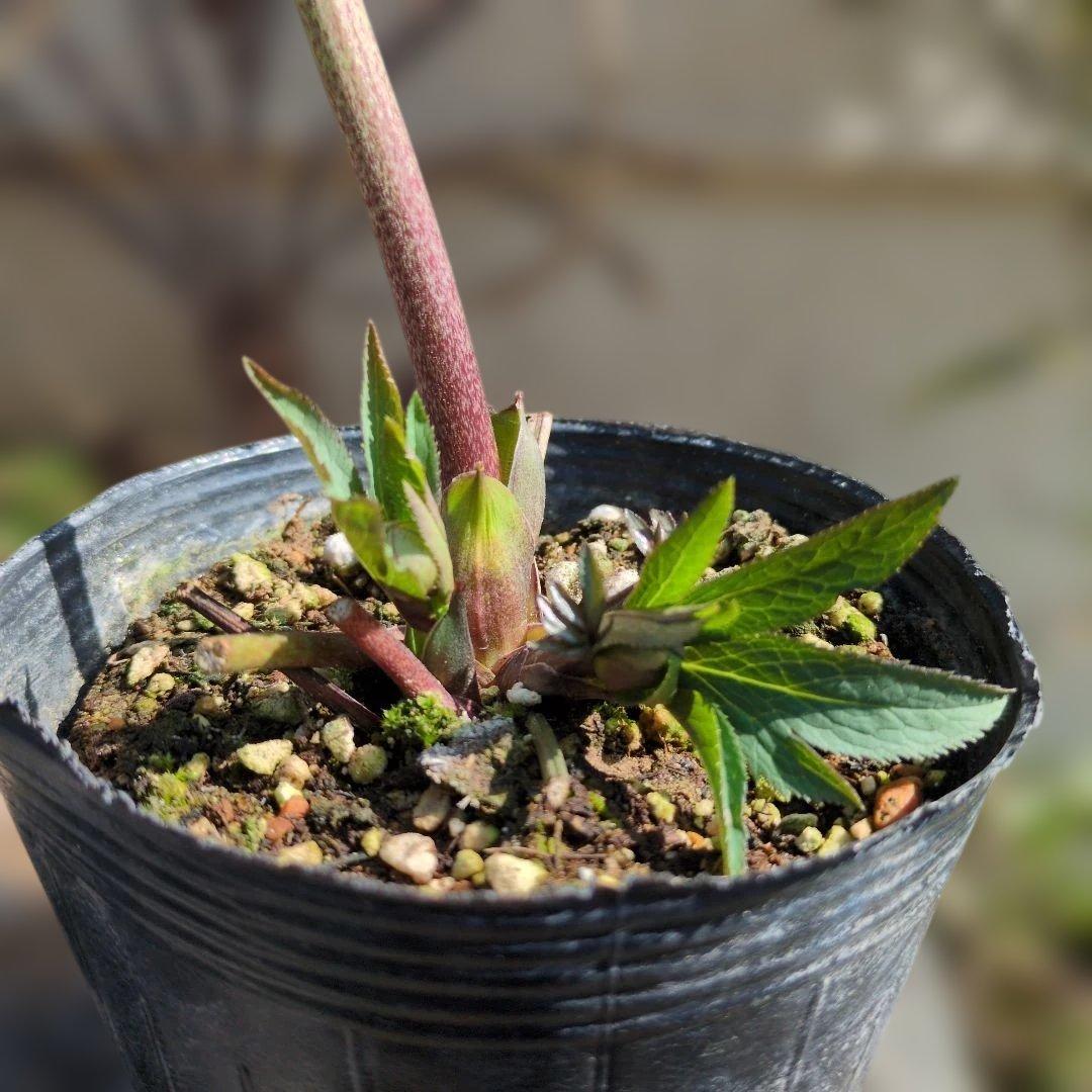 h*a様 大和園❤️ クリスマスローズ❤️③