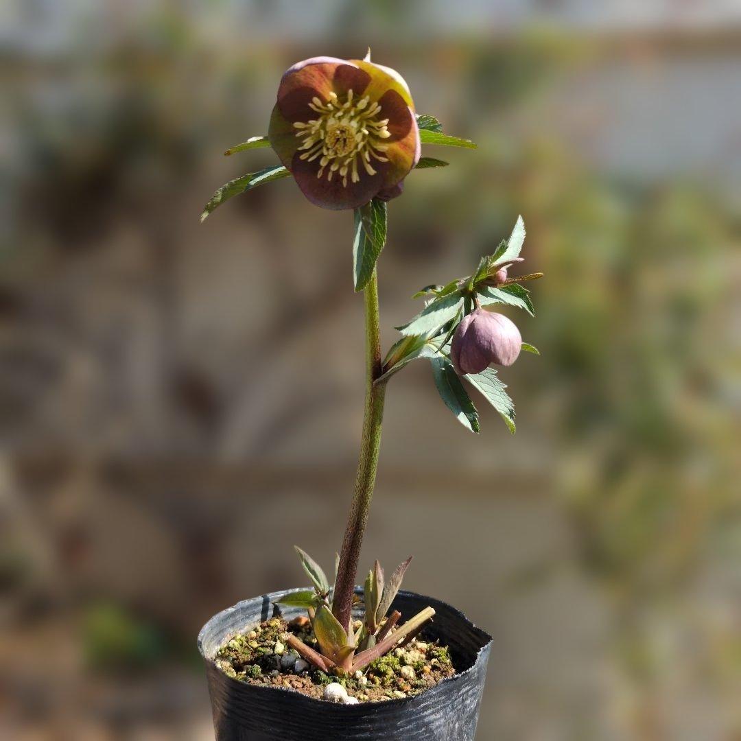 h*a様 大和園❤️ クリスマスローズ❤️③