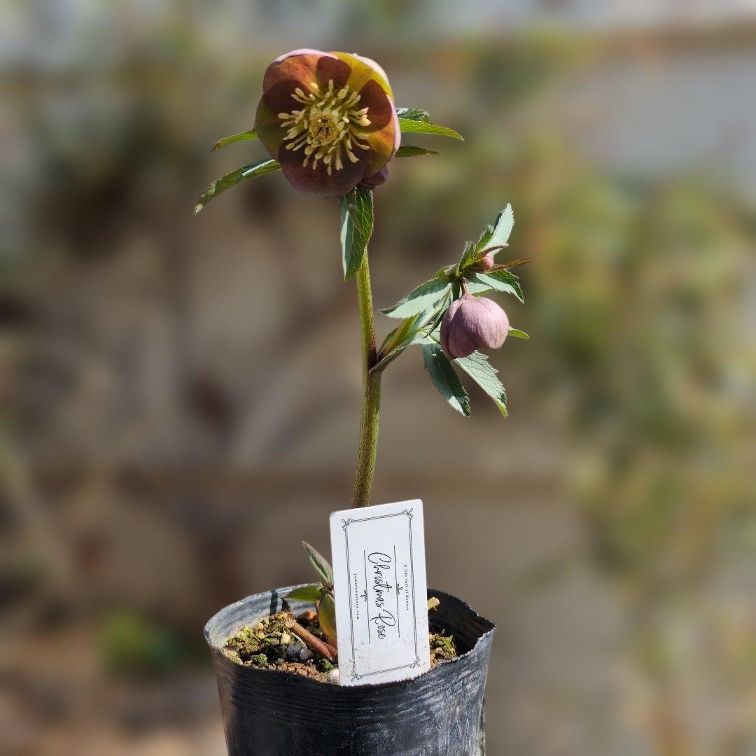 h*a様 大和園❤️ クリスマスローズ❤️③