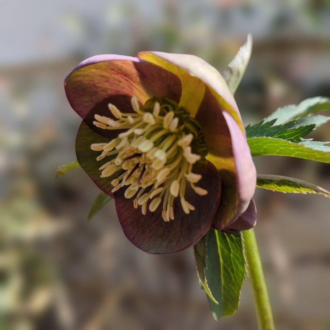 h*a様 大和園❤️ クリスマスローズ❤️③