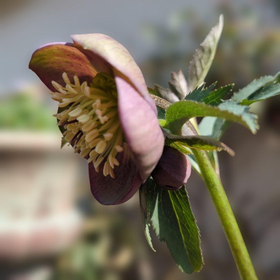 h*a様 大和園❤️ クリスマスローズ❤️③