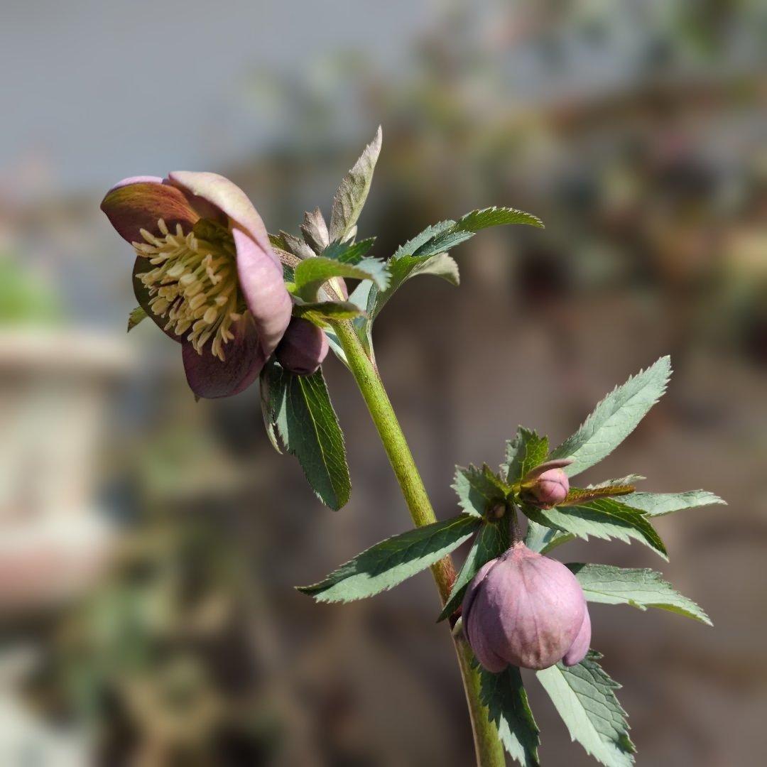 h*a様 大和園❤️ クリスマスローズ❤️③