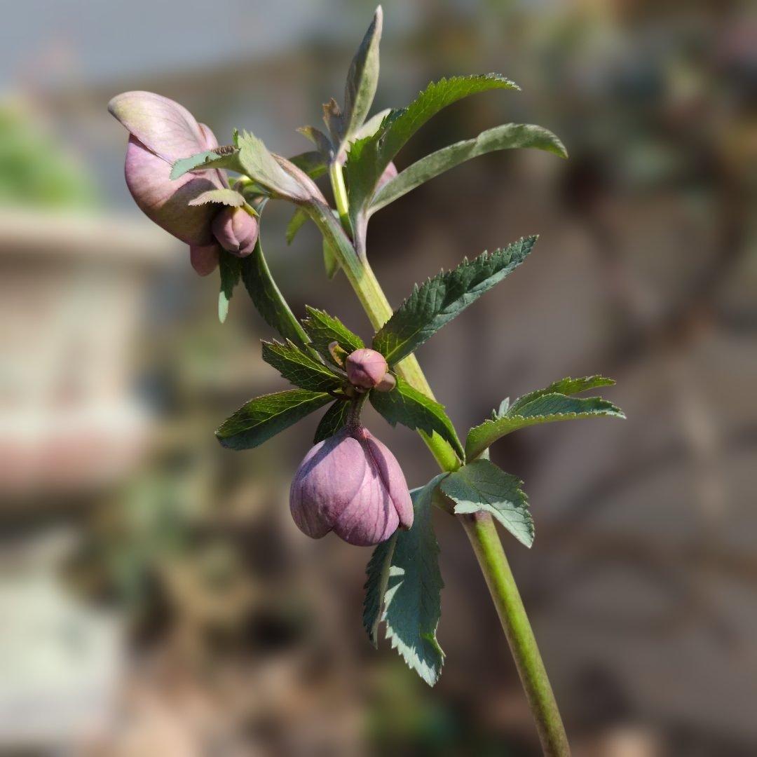 h*a様 大和園❤️ クリスマスローズ❤️③