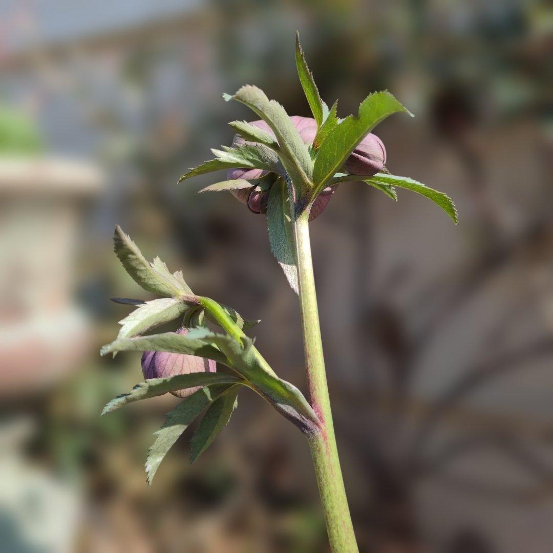 h*a様 大和園❤️ クリスマスローズ❤️③