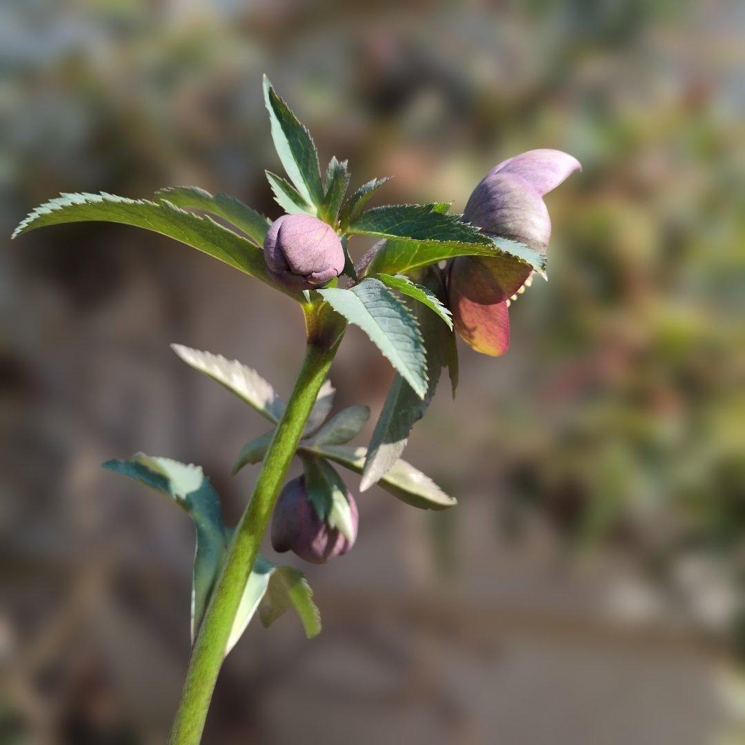 h*a様 大和園❤️ クリスマスローズ❤️③