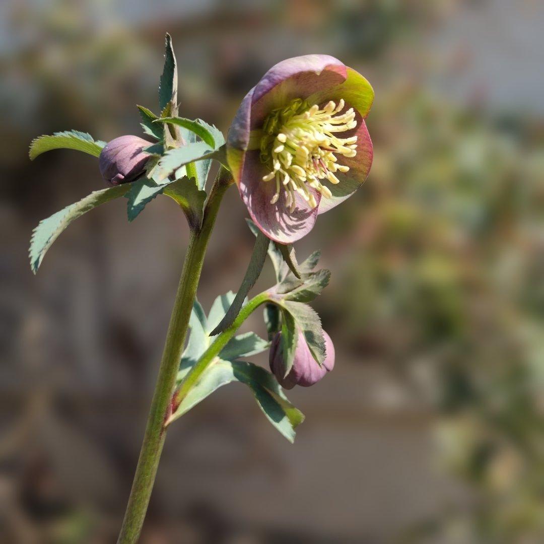 h*a様 大和園❤️ クリスマスローズ❤️③