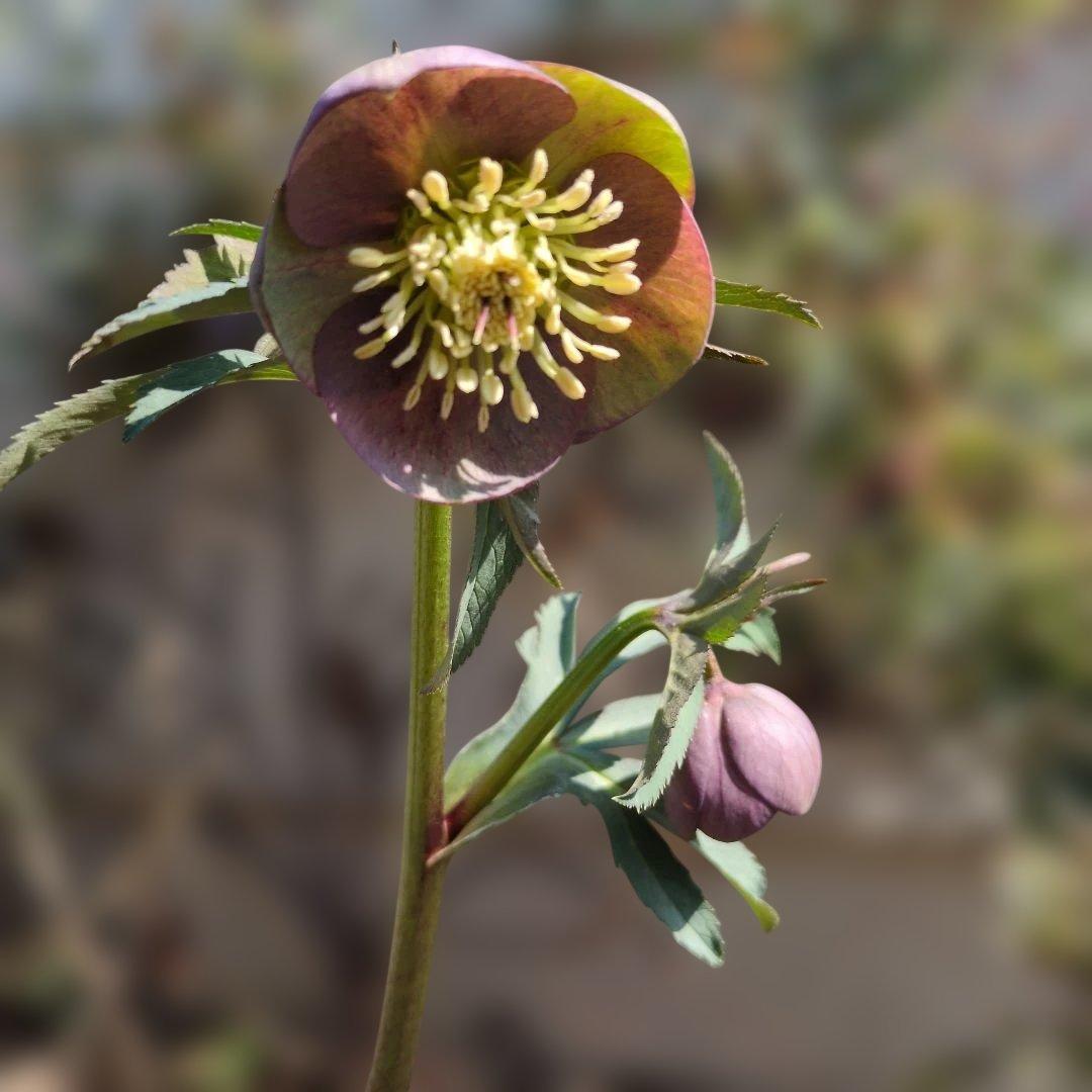 h*a様 大和園❤️ クリスマスローズ❤️③