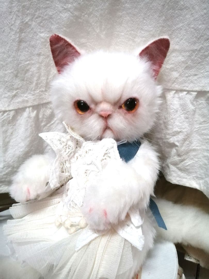 里親様募集(ΦωΦ)❣❣エキゾチックショートヘアー♥(ΦωΦ)(ΦωΦ)