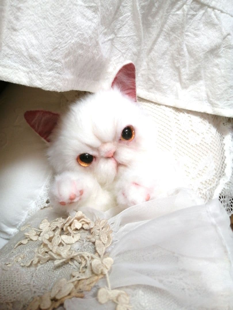 里親様募集(ΦωΦ)❣❣エキゾチックショートヘアー♥(ΦωΦ)(ΦωΦ)