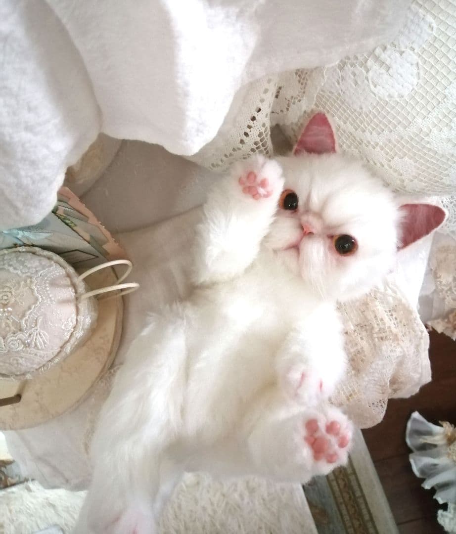 里親様募集(ΦωΦ)❣❣エキゾチックショートヘアー♥(ΦωΦ)(ΦωΦ)